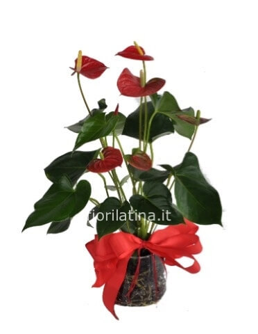 Pianta di anthurium con vaso di ceramica